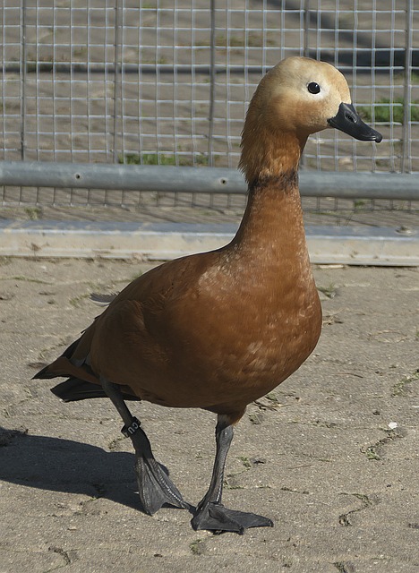 它在关键时